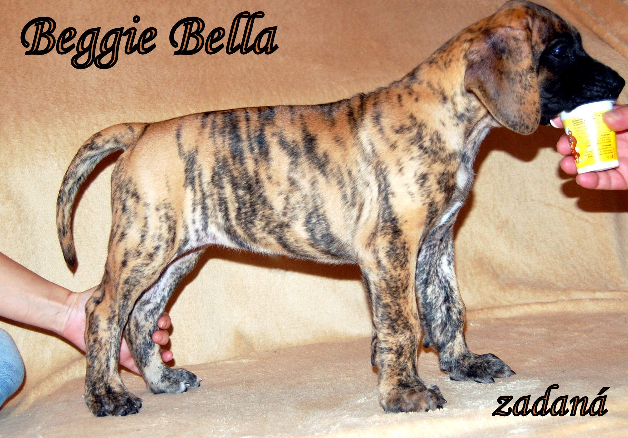 Beggie Bella_2503