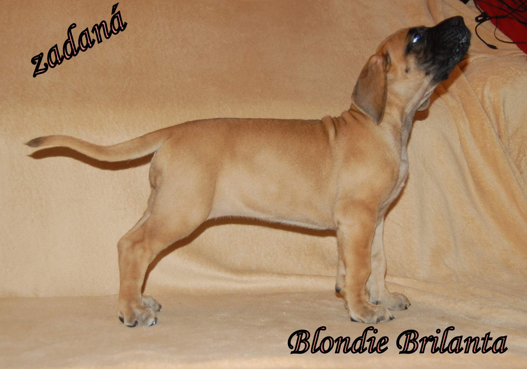 Blondie Brilanta     2512