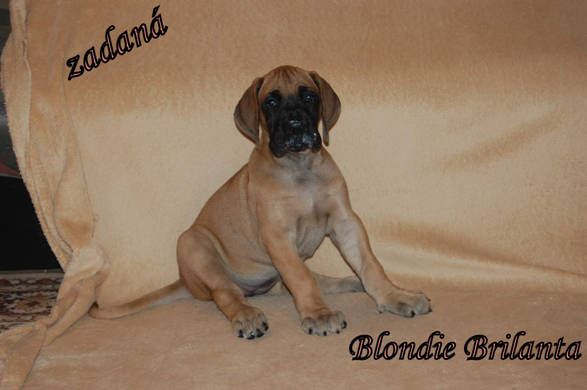 Blondie Brilanta    2509